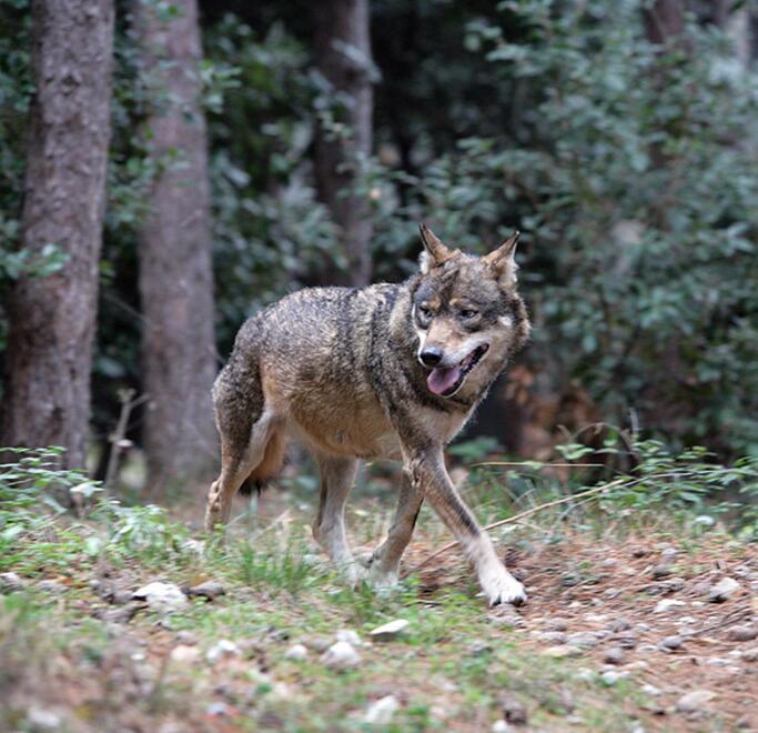 Ostellato, impariamo a vivere con i lupi
