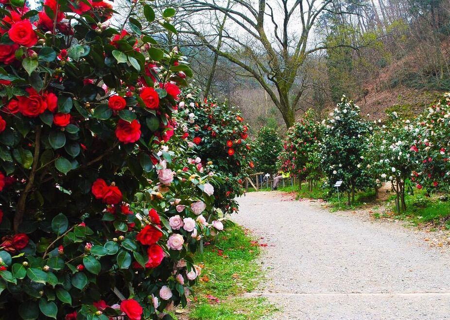 Camelie da sogno nel Compitese: un weekend con le signore dei fiori