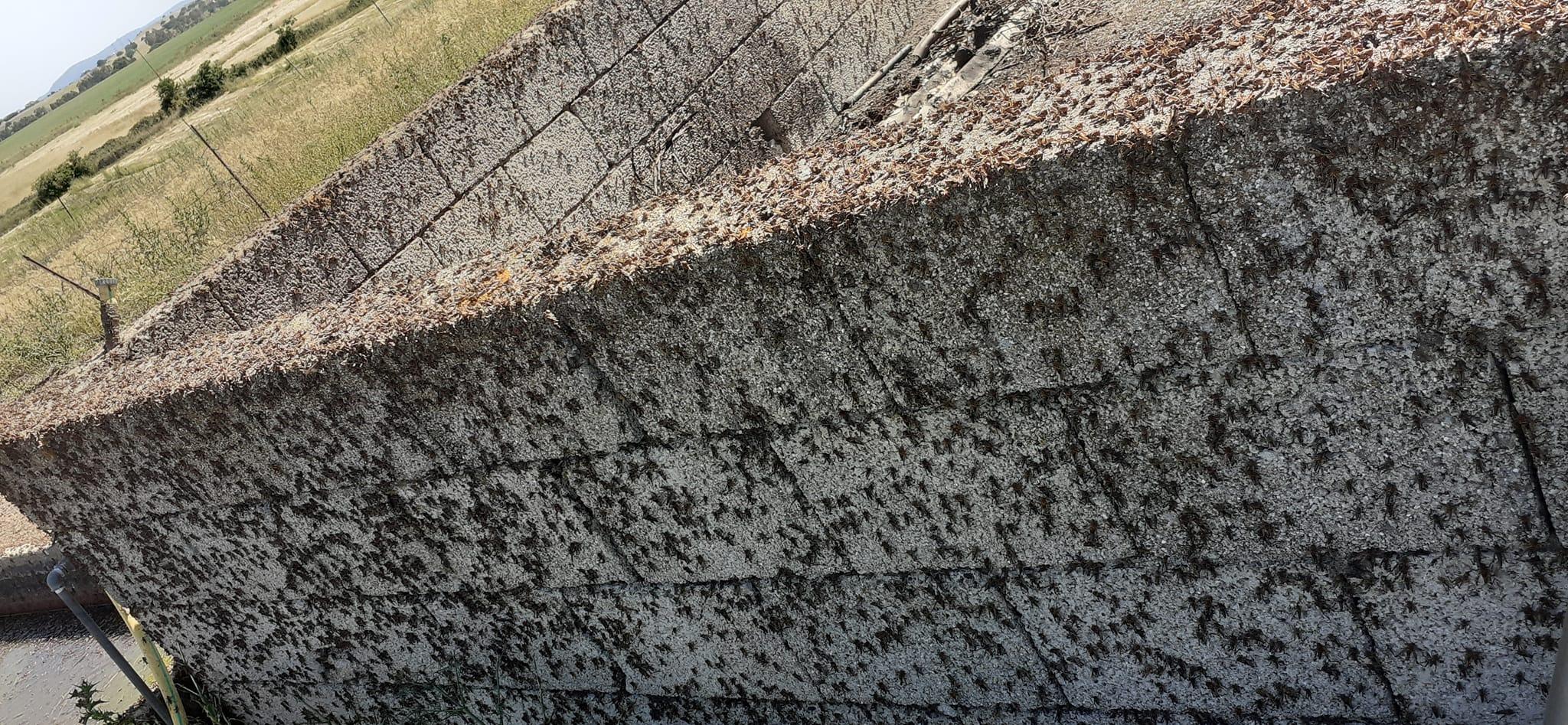 È già allarme per le cavallette, il caldo fa schiudere le prime uova nella piana di Ottana