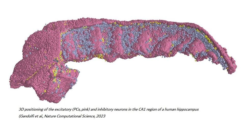 Modena Una nuova mappa del cervello tracciata dai ricercatori Unimore 