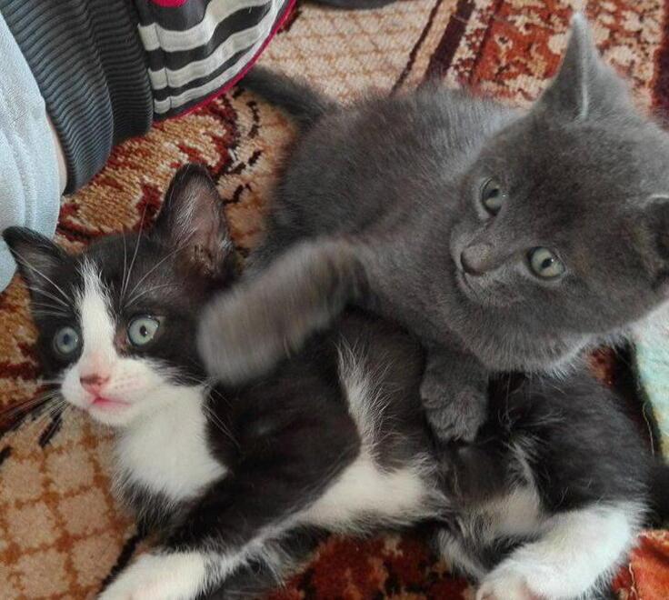 Serramazzoni Lascia cibo ai gatti ma torna tardi dalle ferie Maxi multa da 8mila euro