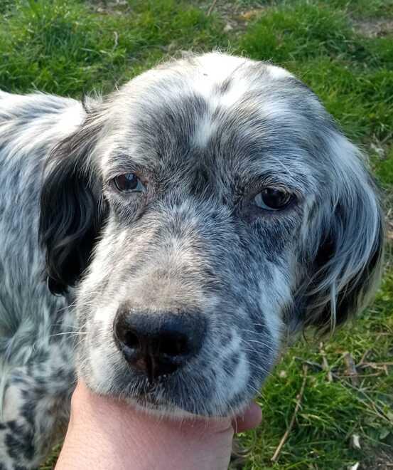 Mirandola «Così ho salvato la piccola Silla dalla morte» 