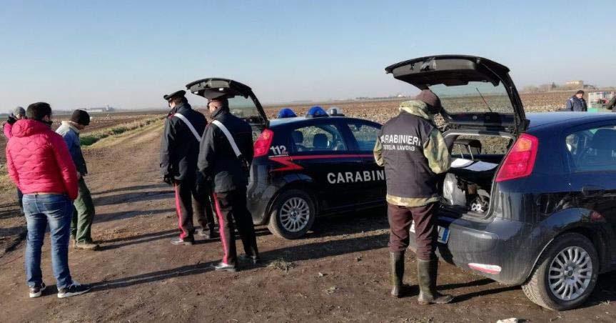 Caporalato nei campi ferraresi: 159 addetti in nero, 700mila euro di multe