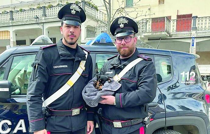 Cagnolino in pericolo nella rotatoria di Tula: salvato
