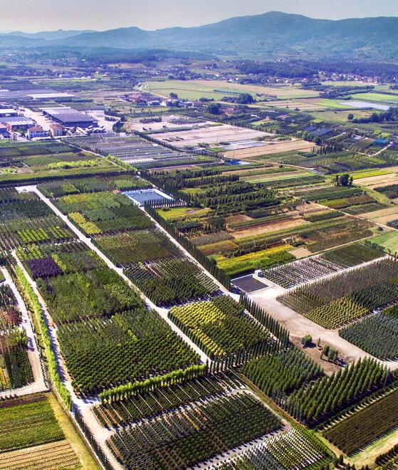 Pistoia, sos export nel florovivaismo; non si vede ancora la luce