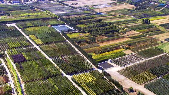 Pistoia, sos export nel florovivaismo; non si vede ancora la luce