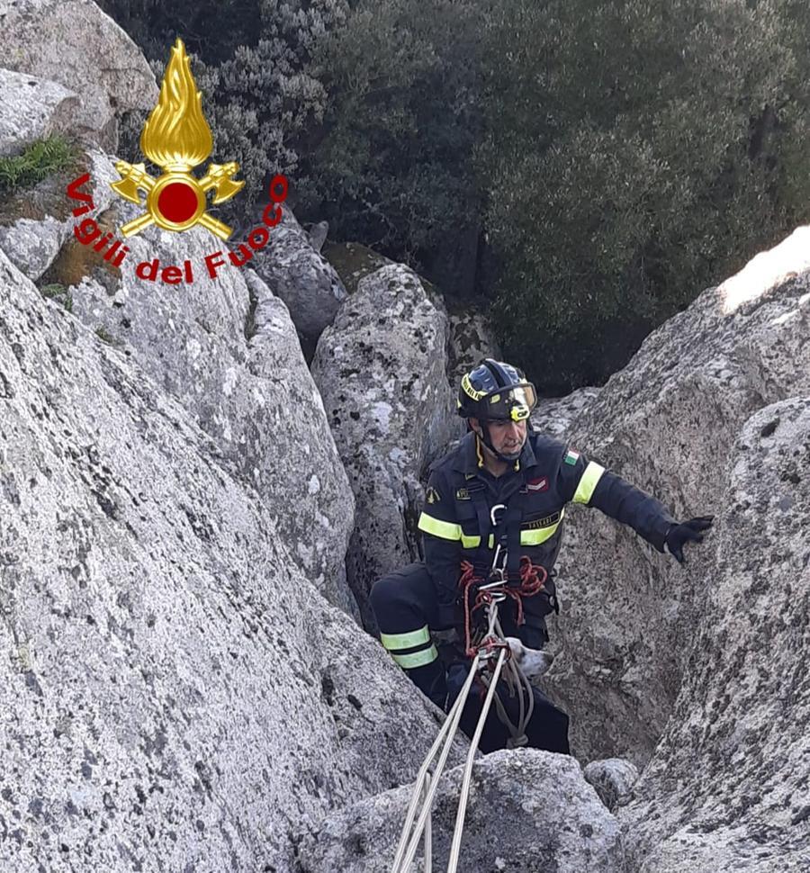 Due cani da caccia intrappolati tra le rocce, salvati dai vigili del fuoco a Luogosanto