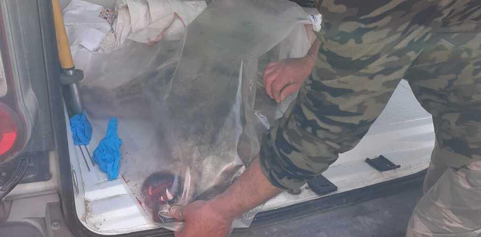 Masi San Giacomo, lupo travolto in Super all’alba: «È una novità»