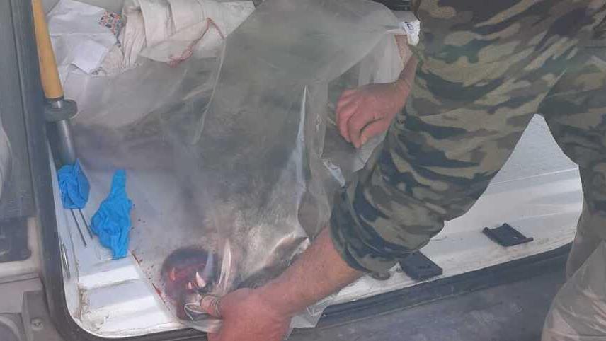 Masi San Giacomo, lupo travolto in Super all’alba: «È una novità»