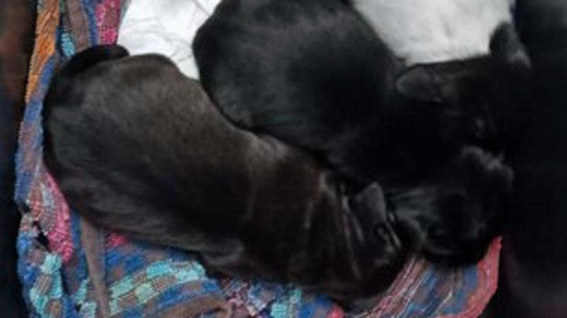 Cuccioli gettati nel fosso, l’uomo che li ha salvati: «Chiusi dentro una sacchetto di plastica»