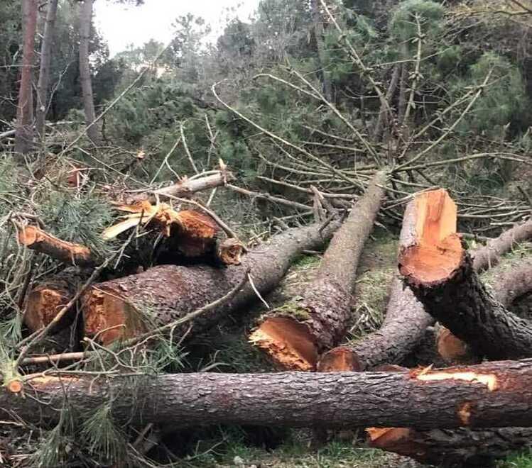 Tagliano altri alberi nella pineta di Lido Spina