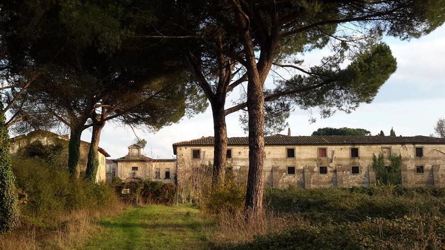 Prato, avvistati lupi che sbranavano una capra nei campi