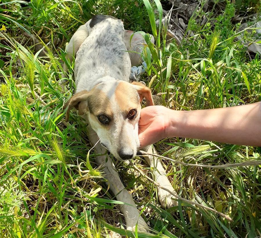 
	Il cagnolino salvato a Siniscola

