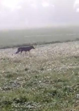 Avvistato un lupo a Sesso