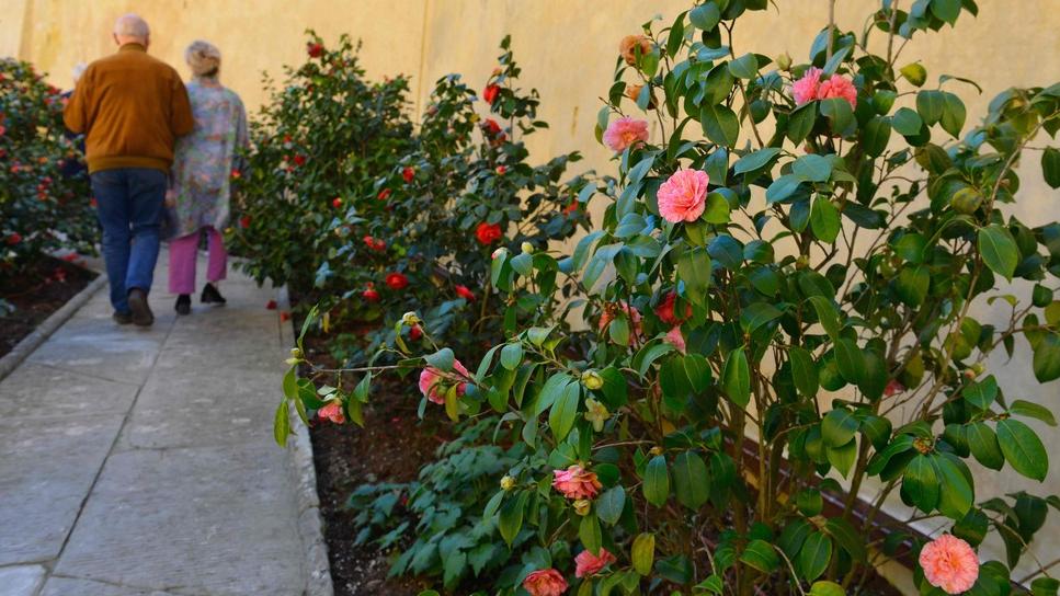 Firenze, a Boboli apre per la prima volta al pubblico il giardino segreto dei Medici con 50 specie di camelie
