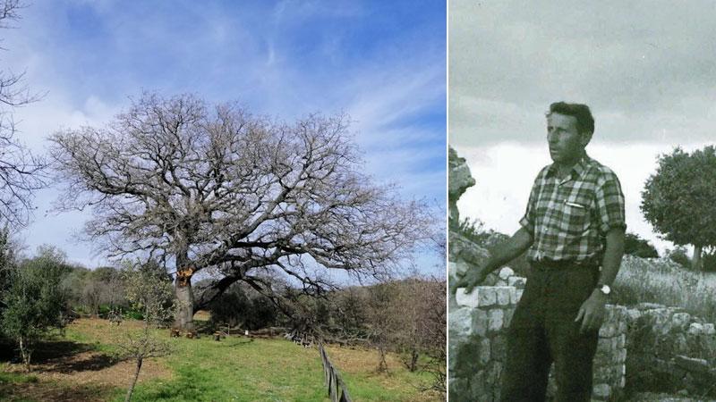 Grosseto, la quercia di Morbello Vergari sta per diventare monumentale