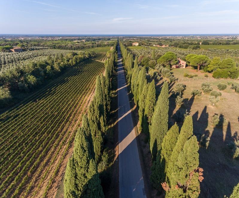 Caso Bolgaré, il tribunale europeo blocca il marchio bulgaro perché troppo simile a Bolgheri: «Sentenza storica»