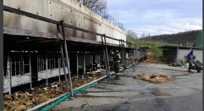 Pavullo, rogo in una azienda agricola, coinvolti i box stalla: morti 26 bovini