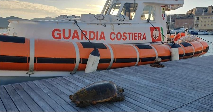 La Guardia Costiera salva una tartaruga marina in difficoltà all'Elba