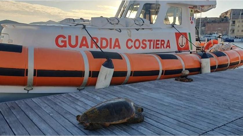 La Guardia Costiera salva una tartaruga marina in difficoltà all'Elba
