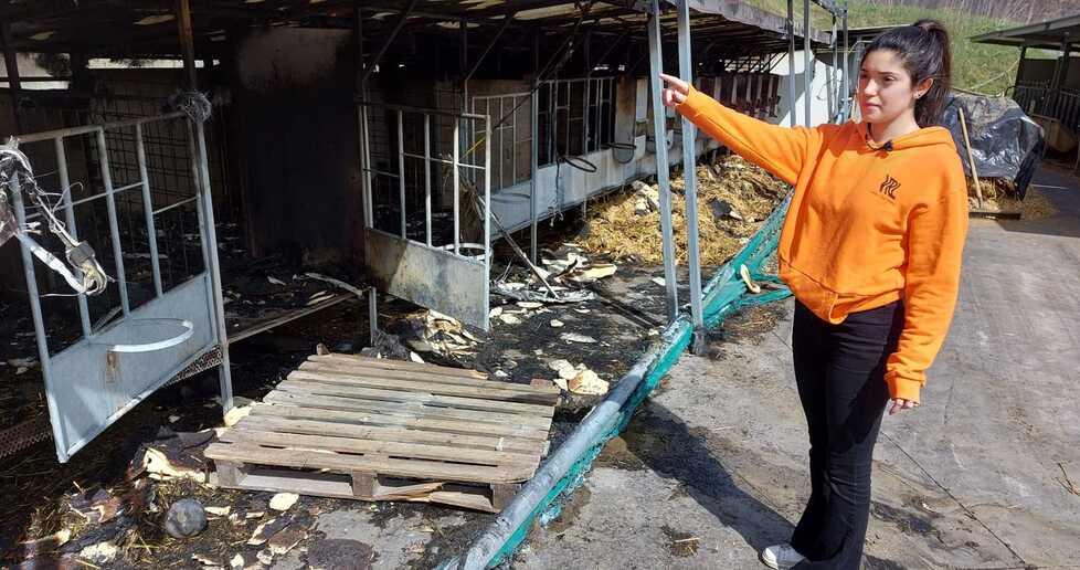 Pavullo Incendio nella stalla di Monzone: il fuoco fa strage di 28 vitellini 