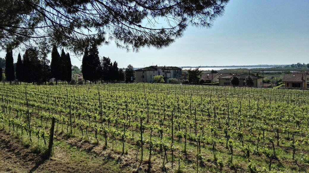 La Tenuta Mariani combatte la siccità: «Per fare il vino dobbiamo scavare un pozzo»