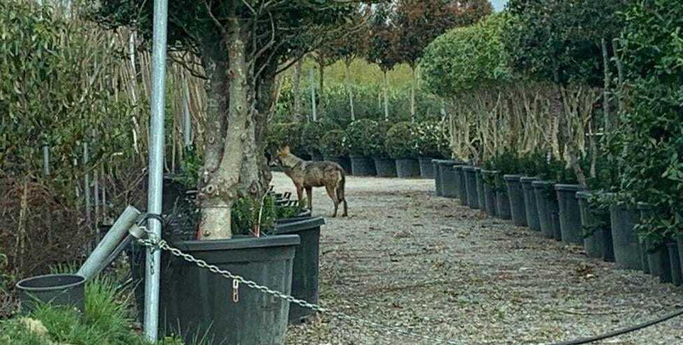 Prato, il lupo riappare a Casale: eccolo dentro un vivaio – Video