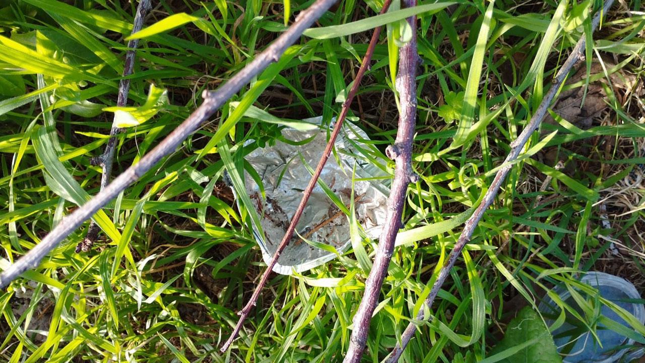 Pitigliano, strage di cani in paese: tre morti in poche ore. Telecamere al vaglio