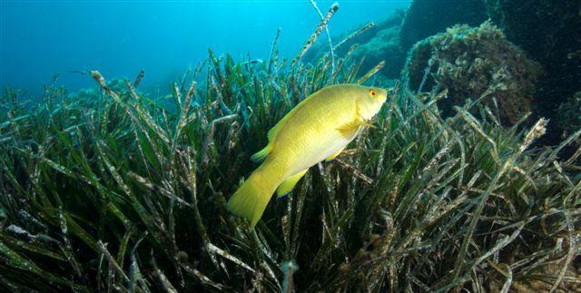 La posidonia dell’Elba “rinasce” a Livorno