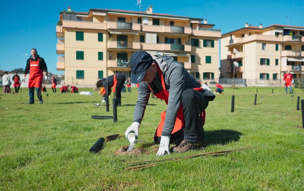 Mille alberi per Viareggio. l bosco urbano fatto di lecci, ginestre e pioppi