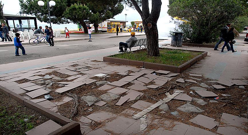 
	Uno degli alberi da abbattere


