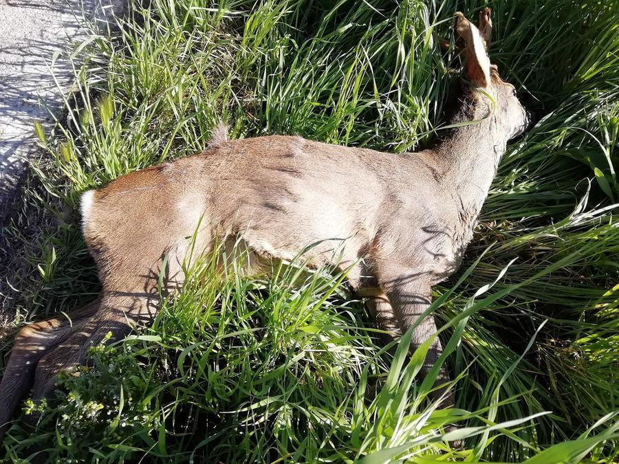 Ripapersico, capriolo investito: è il primo caso in tutta la provincia