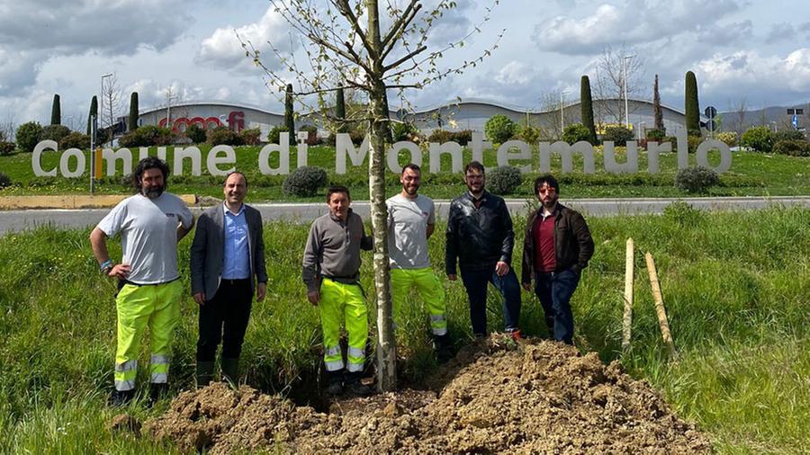 Dodici platani all’ingresso di Montemurlo