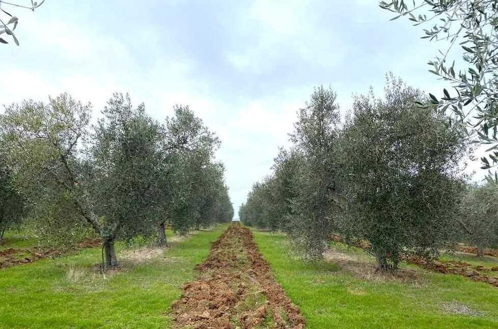 L’olio di Berti vola a New York: è medaglia d’oro. “Le Radici” svetta su 1.250 avversari dal mondo