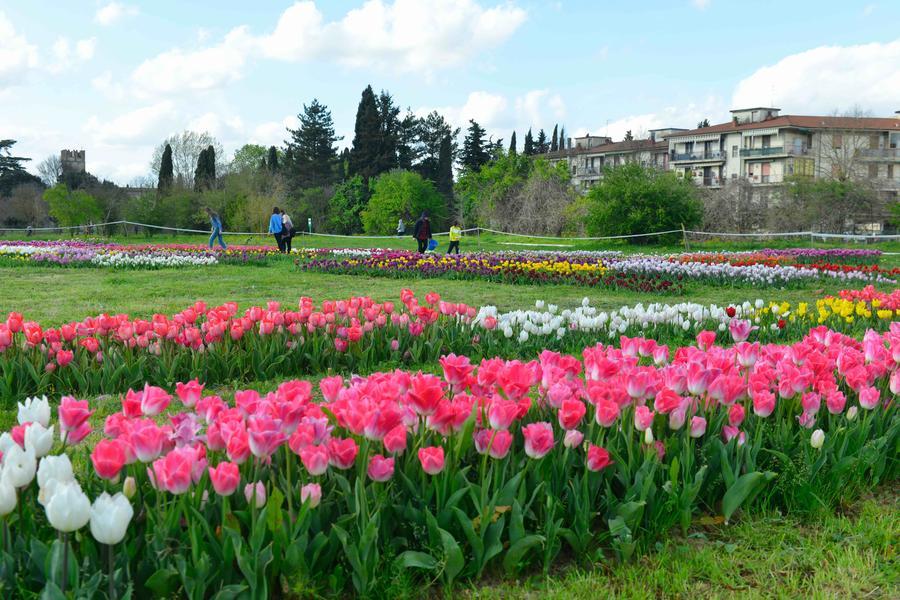 Centocinquantamila tulipani: che spettacolo a Scandicci