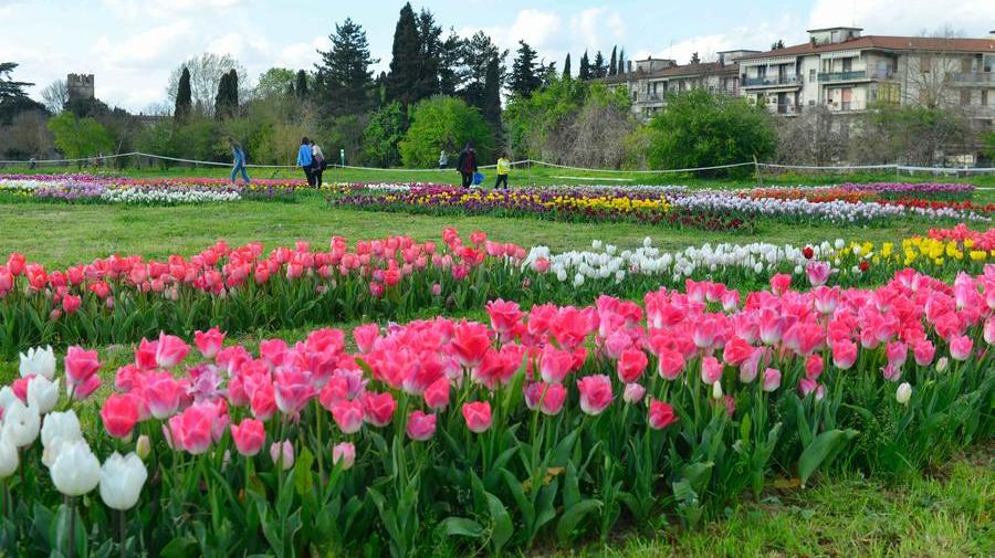 Centocinquantamila tulipani: che spettacolo a Scandicci