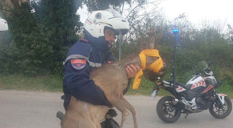 
	Il capriolo investito fra le braccia di un agente della municipale

