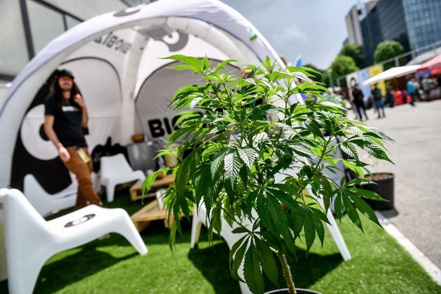 Canapa indiana sativa: la Corte Costituzionale boccia alcuni commi della legge regionale