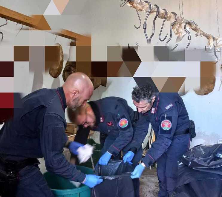 Il sequestro operato dai carabineri Forestali