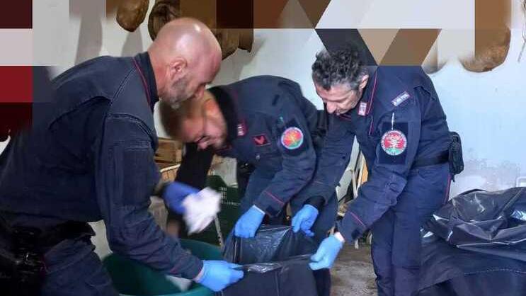 Il sequestro operato dai carabineri Forestali