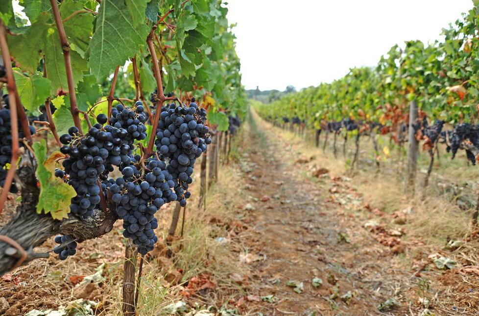 Bolgheri, Ruffino si fa spazio: vigneti e una cantina ipogea