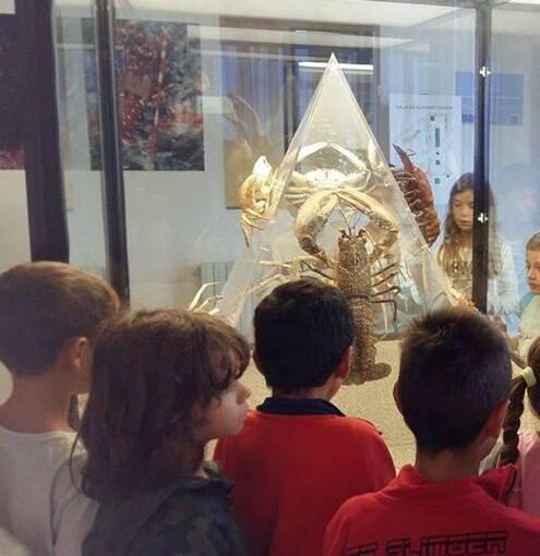 Il Museo di Storia Naturale trionfa al concorso promosso dal Ministero 