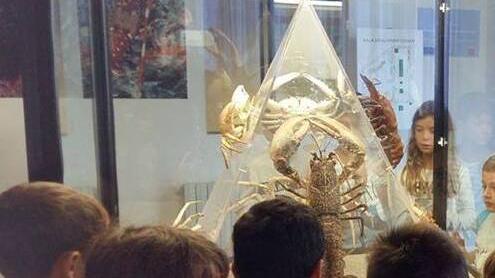 Il Museo di Storia Naturale trionfa al concorso promosso dal Ministero 