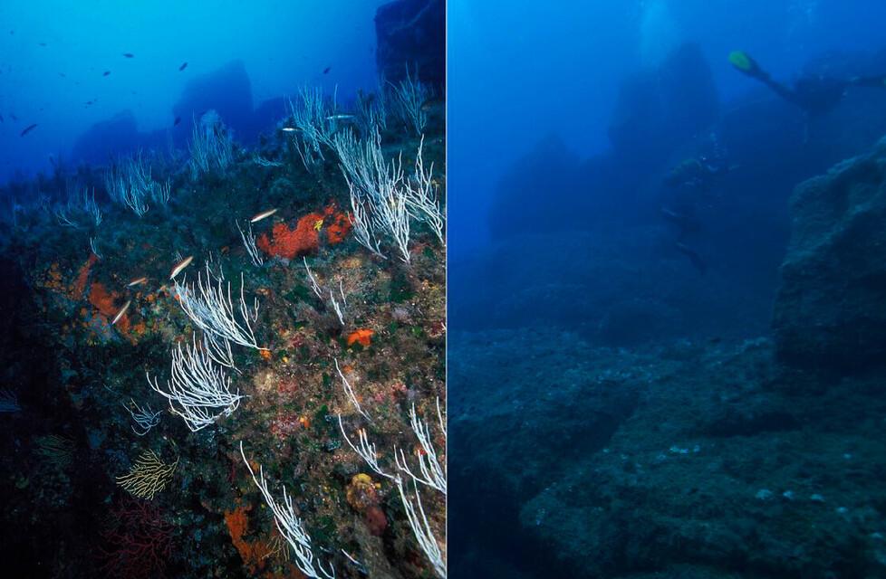 «Il nostro mare è già cambiato»: nei fondali galluresi è allarme 