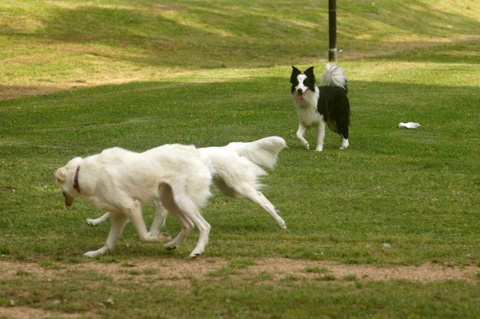 Cani ai giardini o sulla ciclabile: pochi guinzagli, nessuna museruola 
