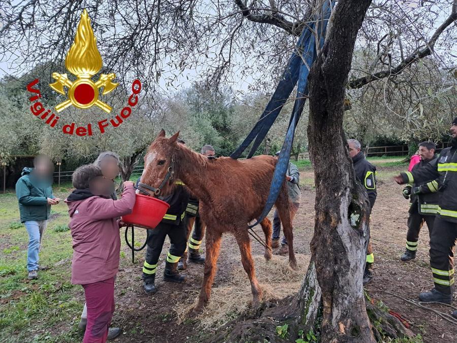 Sassari, cavalla impantanata a Serra Secca portata in salvo dai vigili del fuoco
