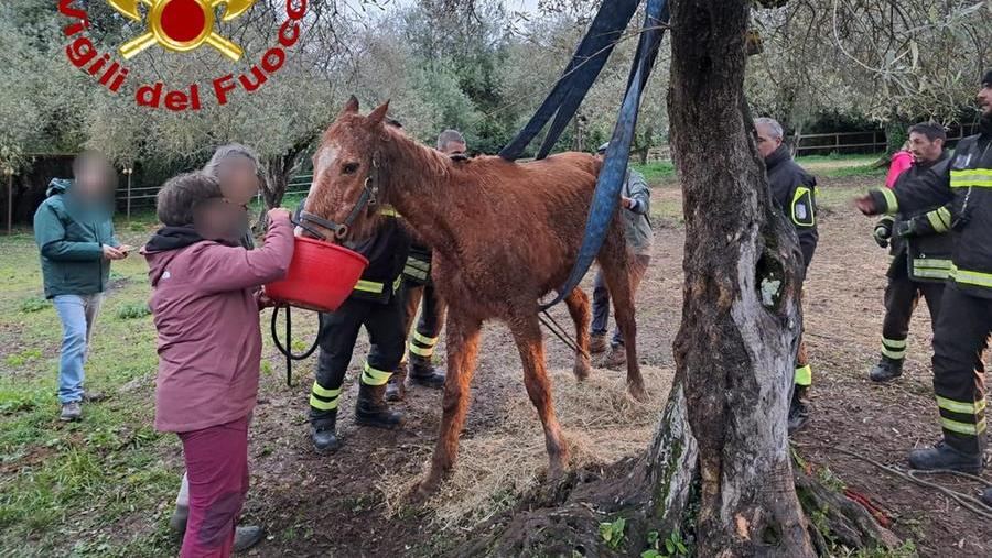 Sassari, cavalla impantanata a Serra Secca portata in salvo dai vigili del fuoco