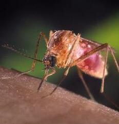 Modena. Parte la campagna contro la West Nile con 55mila interventi 