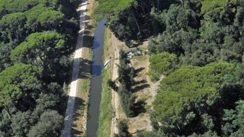Viareggio, c’è un lupo alla Bufalina. Bani: «Non lasciate liberi i cani, potrebbe attaccarli»