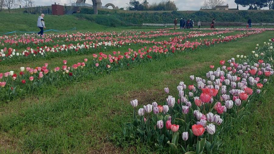 Poggio, altro che Olanda: sbocciano trentamila tulipani